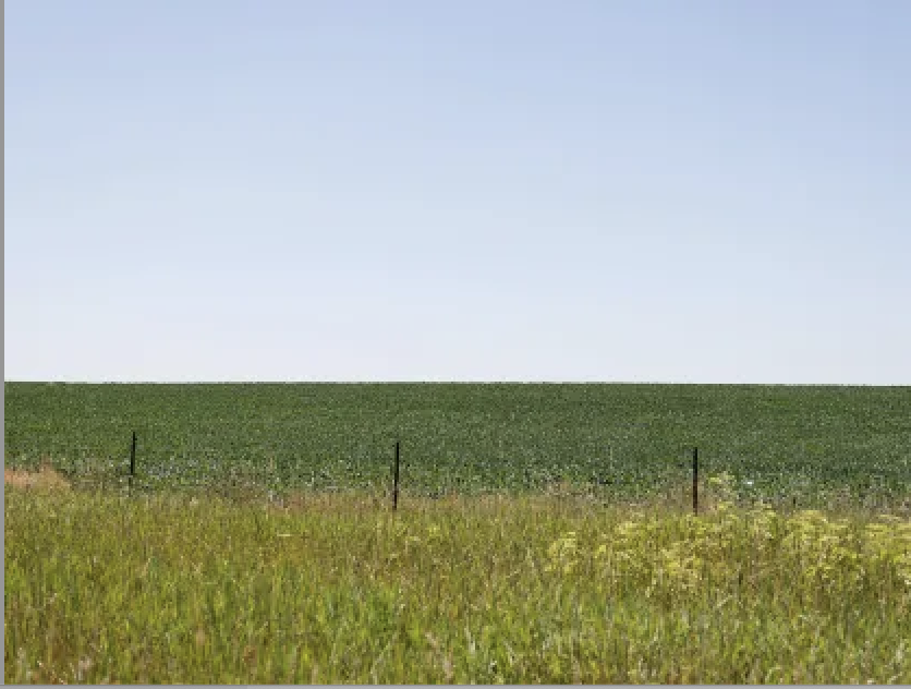 A flat green corn field under a blue sky.